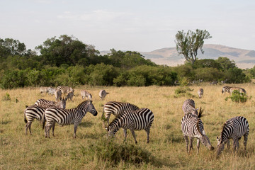 Fototapeta na wymiar Zebras in Masai Mara