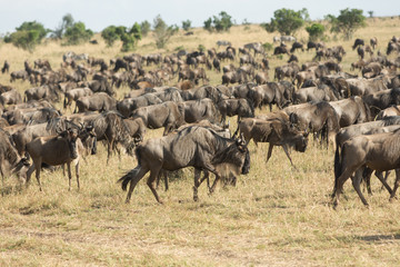 Obraz na płótnie Canvas Wildebeest in Masai Mara