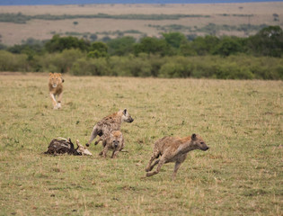 Hyenas running from lion