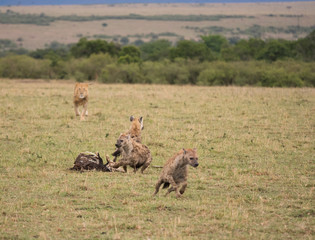 Hyenas running from lion
