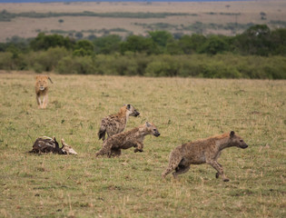 Hyenas running from lion