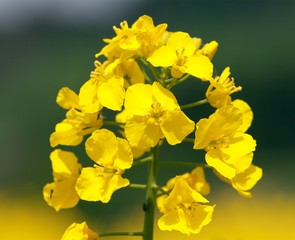 rapeseed flower on green background