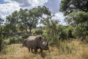 Obraz premium Southern white rhinoceros in Kruger National park, South Africa