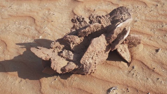Desert rose is formations of crystal clusters of gypsum or baryte which include abundant sand grains in Rub al Khali desert stock footage video