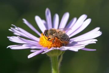 bee or honeybee in Latin Apis Mellifera on flower