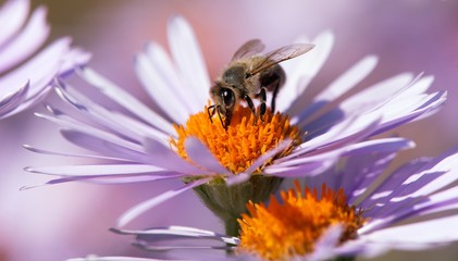 bee or honeybee in Latin Apis Mellifera on flower