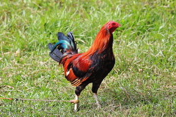 Filipino gamefowl specially bred for fighting in cockfights. Sipalay-Philippines. 0439