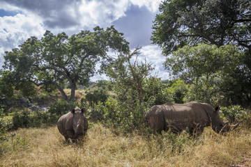 Naklejka premium Southern white rhinoceros in Kruger National park, South Africa