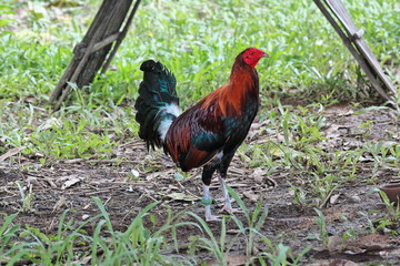 Filipino gamefowl specially bred for fighting in cockfights. Sipalay-Philippines. 0444