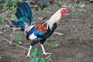 Filipino gamefowl specially bred for fighting in cockfights. Sipalay-Philippines. 0445
