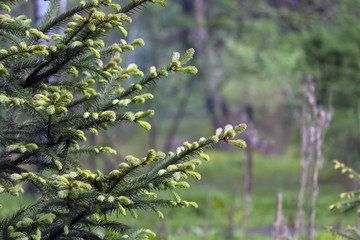 Spruce, fir tree with new green shoots on branches. Spring and summer season concept. Slow pan. Selective focus. Copy space.