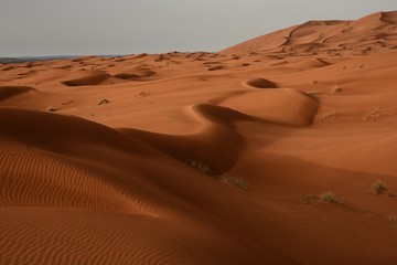 Sahara Serpentine