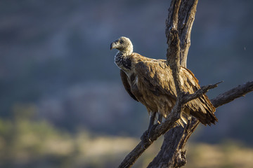 White backed Vulture in Kruger National park, South Africa