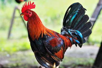 Filipino gamefowl specially bred for fighting in cockfights. Sipalay-Philippines. 0454