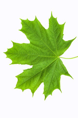 Green leaf of a maple on a white background. Isolate.