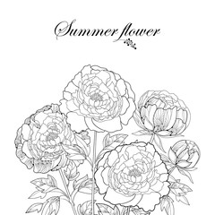 Vector composition with outline peony flower bunch, bud and ornate leaves in black isolated on white background. Bouquet of contour pink peonies for summer design and coloring book.