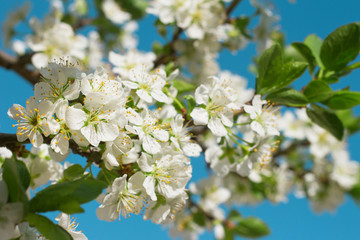 Obraz premium blossoming twig of a plum tree against a blue sky