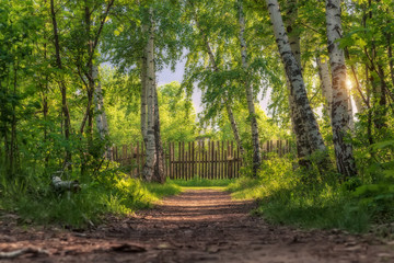 Footpath through a birch grove to the village. Picturesque rural landscape at sunset.