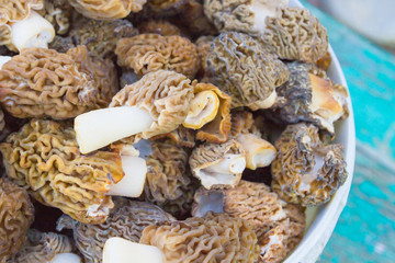 Collected Morel mushrooms in a white bucket