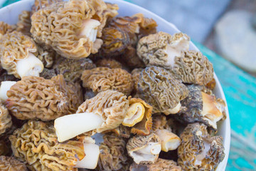 Collected Morel mushrooms in a white bucket
