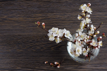  flowering twigs of apricot tree in a glass vase