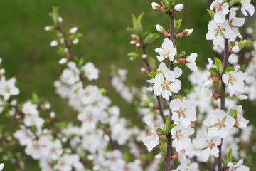  blossoming cherry twigs on a background of green grass