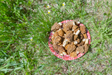 Collected mushrooms morels on a plate on a stump
