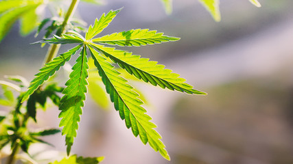 Green leaf of cannabis. Thematic photos marijuana. High quality hemp close up. Background image