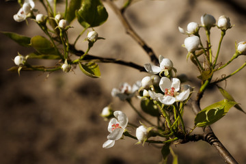  blossoming pear tree twigs on a dark background