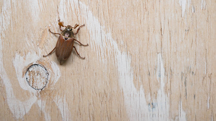 June bug on the wooden background