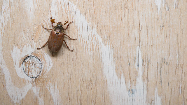 June bug on the wooden background