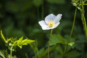 Одинокий нежный белый цветок в зеленой траве