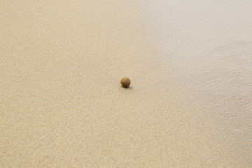 Plant fibers fused to seaballs from the dead parts of Neptune grass on the natural beach of Rimigliano in Italy