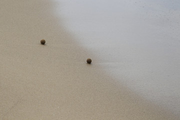 Plant fibers fused to seaballs from the dead parts of Neptune grass on the natural beach of Rimigliano in Italy
