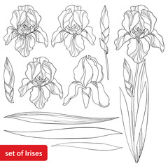 Vector set with outline Iris flower head, bud and ornate leaves in black isolated on white. Drawing of perennial blooming plant Iris in contour style for spring or summer design and coloring book.