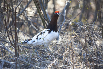Willow Ptarmigan in the norwegian tundra.Tromso