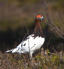 Willow Ptarmigan in the norwegian tundra.Tromso