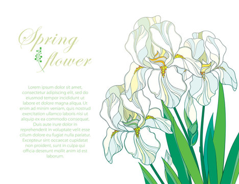 Vector corner composition with outline bouquet of three pastel white Iris flower, bud and green leaf isolated on white background. Ornate contour bunch of Iris for greeting spring or summer design.