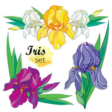 Vector set of composition with outline Iris flower in yellow, purple, lilac and pastel white, bud and ornate leaves isolated on white. Perennial blooming Iris in contour for spring or summer design.