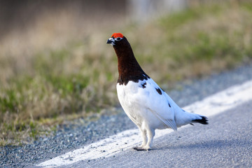 Willow Ptarmigan in the norwegian tundra.Tromso