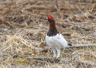 Willow Ptarmigan in the norwegian tundra.Tromso
