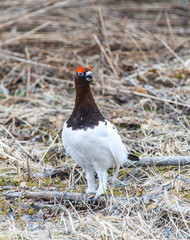 Willow Ptarmigan in the norwegian tundra.Tromso