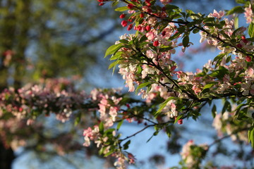 Blossoms 