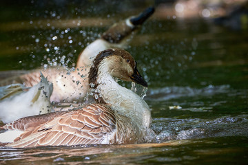 Chinese goose close-up, goose family