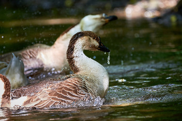 Chinese goose close-up, goose family