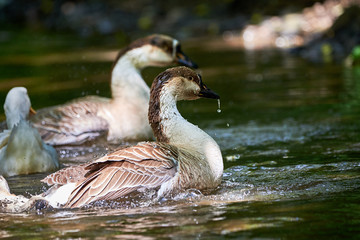 Chinese goose close-up, goose family