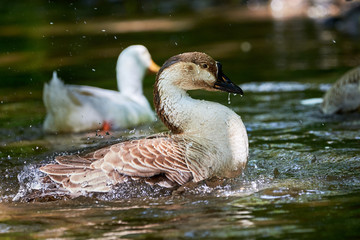 Chinese goose close-up, goose family