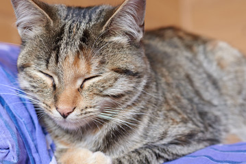 Portrait of a sleeping cat at home.