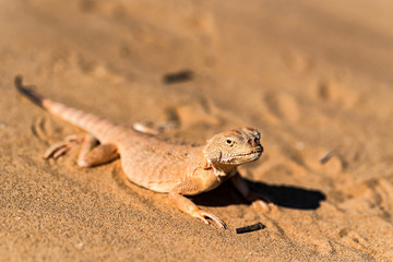 Spotted toad-headed Agama on sand close