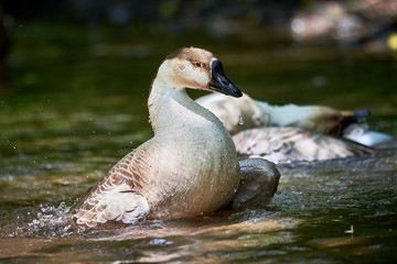 Chinese goose close-up, goose family